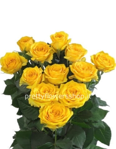 Rose gialle a steli, prima scelta, lunghezza 60 cm
