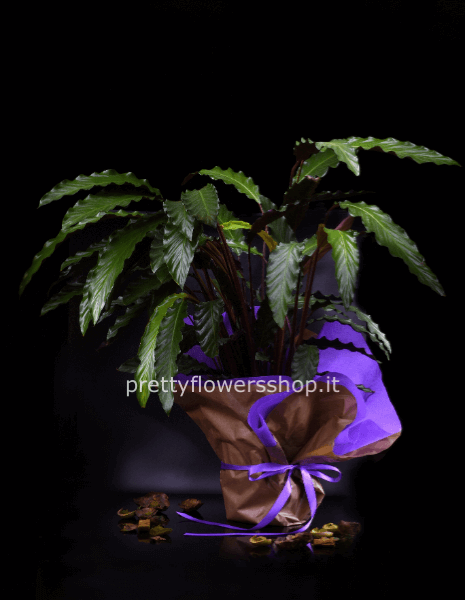 pianta verde calatea o simile