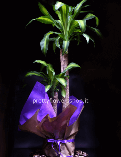 pianta verde tronchetto dracena 