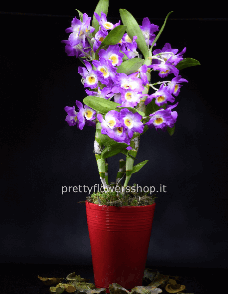 orchidea dendrobium in vaso