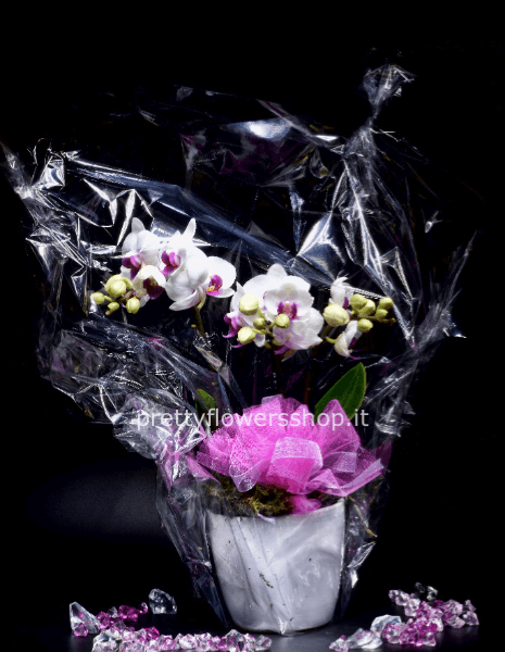 pianta piccola di orchidee