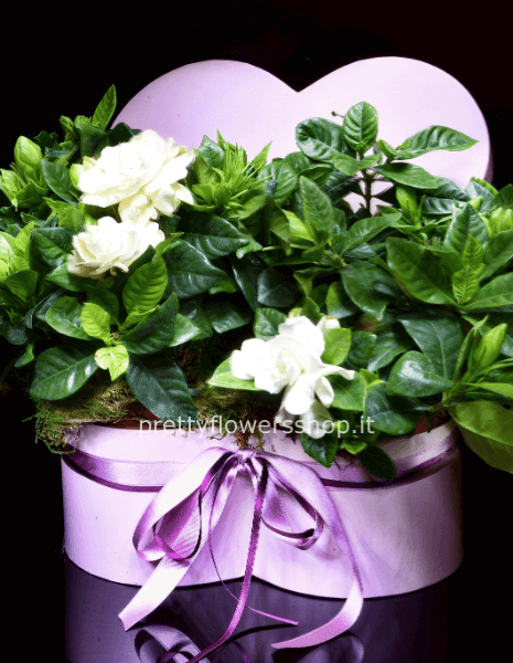 scatola cuore rosa mix piantine