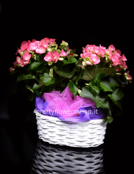cesto begonie o piante di stagione 