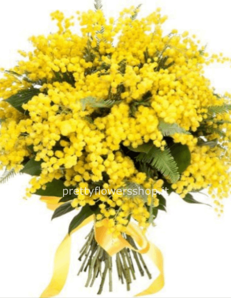 bouquet di mimosa 